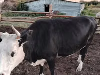 بقرة, Russian Black pied cattle — الصورة 5