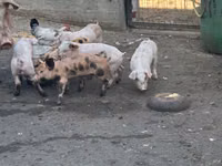 Ana donuz, Donuzlar — foto 2