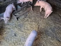 Pigs (batch, sex not specified), Pigs — photo 5