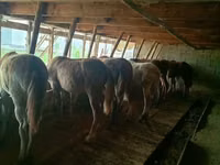 Caballos (lote, sexo no especificado), Caballos — foto 1