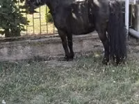 Aygʻir, Australian Pony — 4-rasm