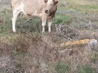 بقرة, Simmental cattle — الصورة 2