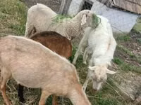 Qoç, Merino sheep — foto 1