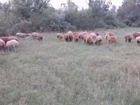 Ovejas (lote, sexo no especificado), Ovejas — foto 3