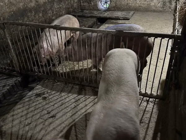 Vier, Porci