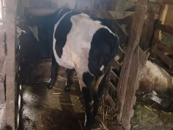 Sigir, Russian Black pied cattle