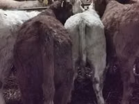 Vache, Vache limousine — photo 3