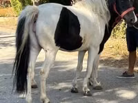 Yegua, Caballos — foto 2