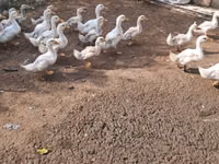 Ducks — الصورة 3