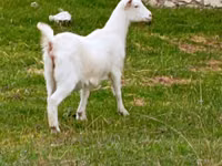 Goat, Goats — photo 1