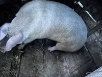 母猪, Pigs — 照片 4