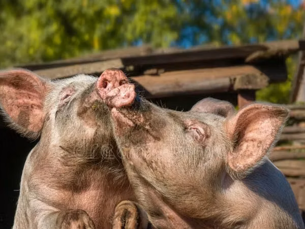 Scroafă, Porci — Republica Moldova