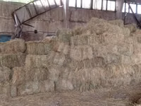Продам сено — الصورة 1