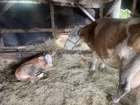 母牛, Limousin cow — 照片 1