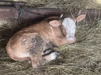 母牛, Limousin cow — 照片 3