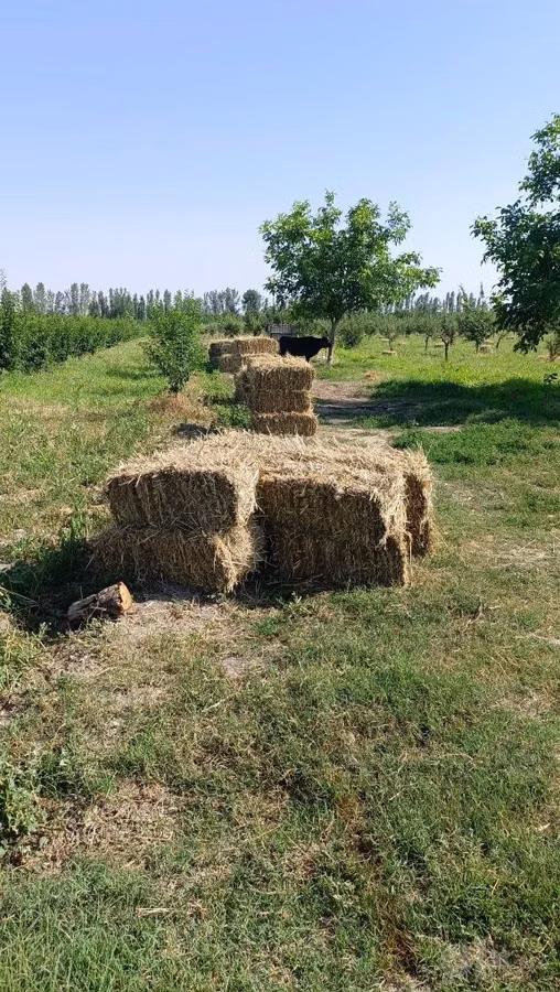 O't press sotiladi