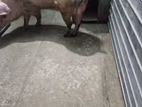 Eber, Schweine — Foto 4