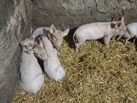 Scroafă, Porci — foto 1