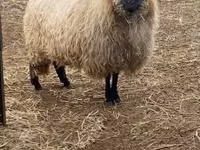 Qoyun, White Suffolk sheep — foto 2
