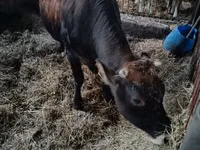 Vacă, Bovine — foto 1