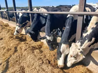 Sigir, Russian Black pied cattle — 2-rasm