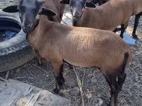 كبش, Cameroon sheep — الصورة 1