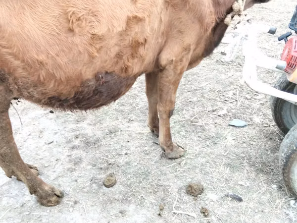 Vaca, Ganado vacuno