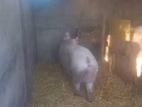 母猪, Pigs — 照片 1
