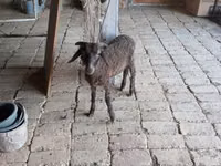 Berbec, Arabi sheep — foto 2