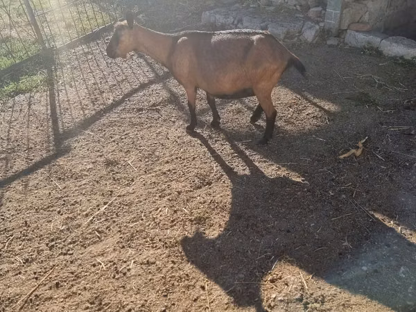 Cabra, Cabras — Moldávia