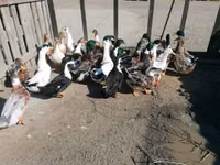 रूएन — फ़ोटो 2