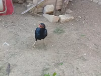 Chickens — photo 4