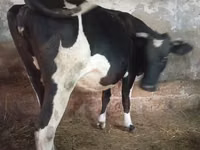 Vaca, Russian Black pied cattle — foto 1
