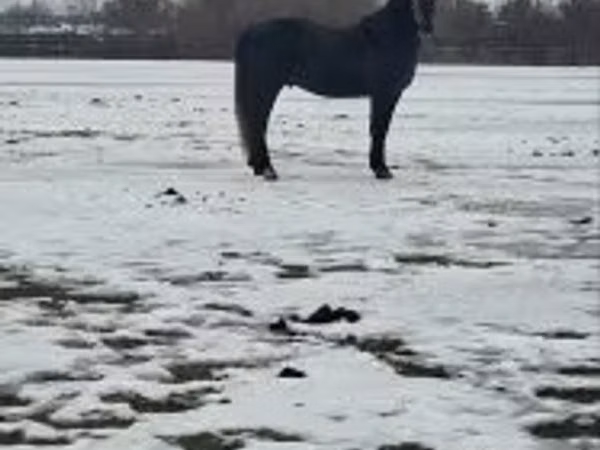 Horse (M), Lipizzaner