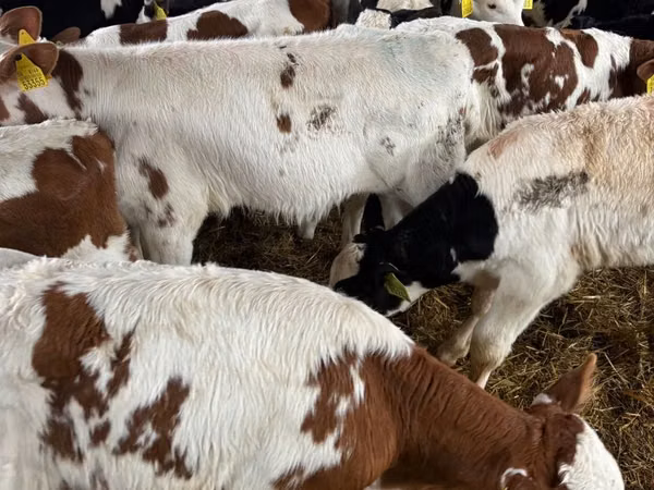 Qoramol (partiya, jinsi ko‘rsatilmagan), Simmental cattle