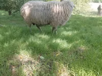 Widder, Schafe — Foto 1