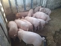 Boar — photo 5