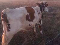 Bou, Bovine — foto 3