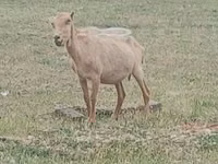 Țap, Alpine goat — foto 2