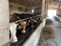 Vaca, Russian Black pied cattle — foto 1
