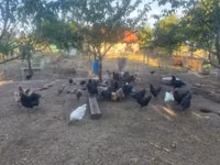 Danish hen — 7-rasm
