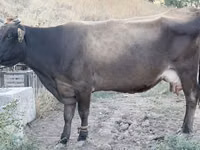 Sigir, Ukrainian Brown Dairy Cattle — 1-rasm