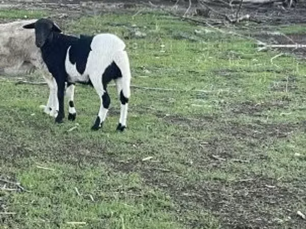公羊, Dorper sheep
