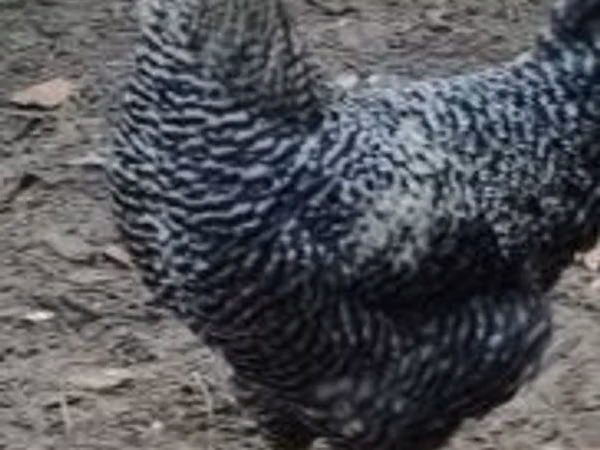 Chickens