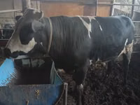 Toro, Ganado vacuno — foto 4