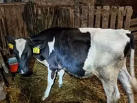 Bulle, Holstein-Rasse — Foto 5