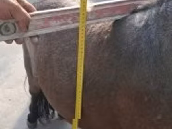 Hengst, Shetland Pony