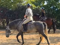 Horse (M), Andalusian horse — photo 4