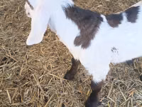 Bode, Nubian Goat — foto 2