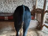Rinder (Partie, Geschlecht nicht angegeben), Russian Black pied cattle — Foto 2